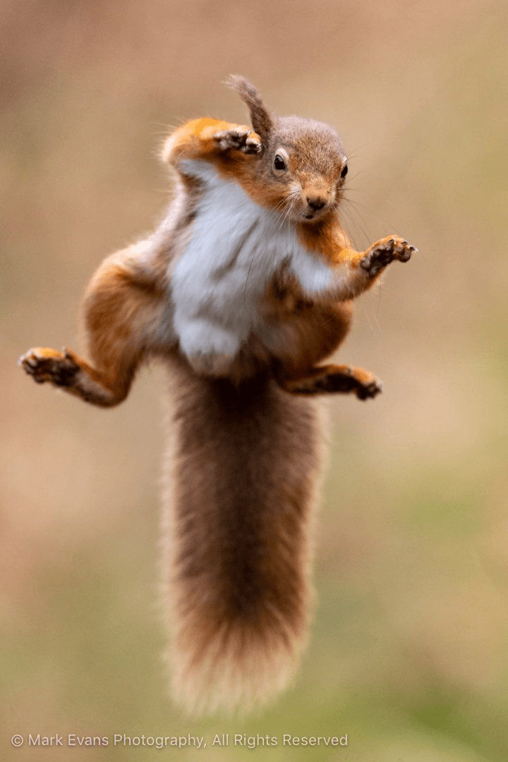Squirrel example